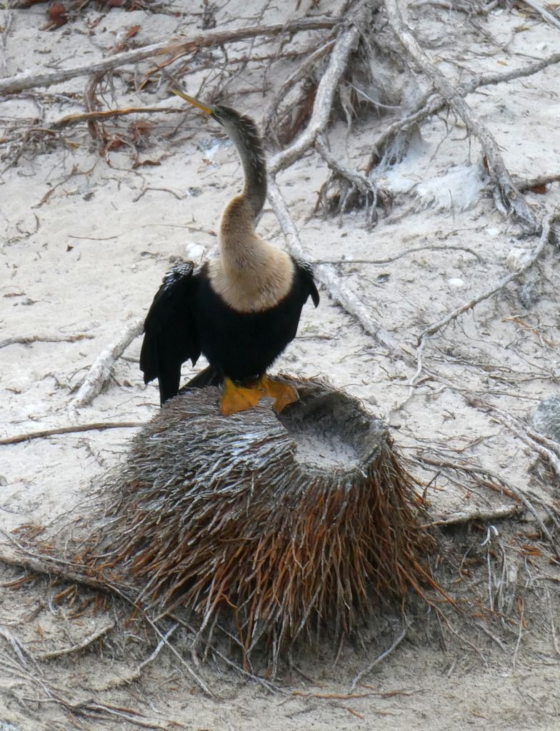 anhinga.jpg