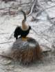 anhinga_small.jpg
