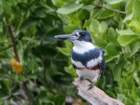beltedkingfisher_small.jpg