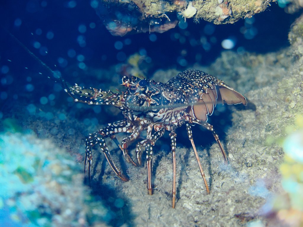 caribbeanspinylobster.jpg