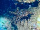 caribbeanspinylobster_small.jpg