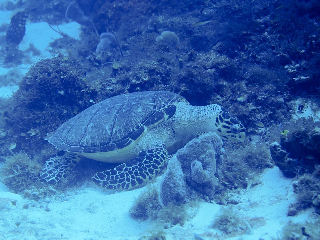 hawksbillturtle.jpg