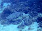 hawksbillturtle_small.jpg