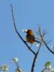 hoodedoriole_small.jpg