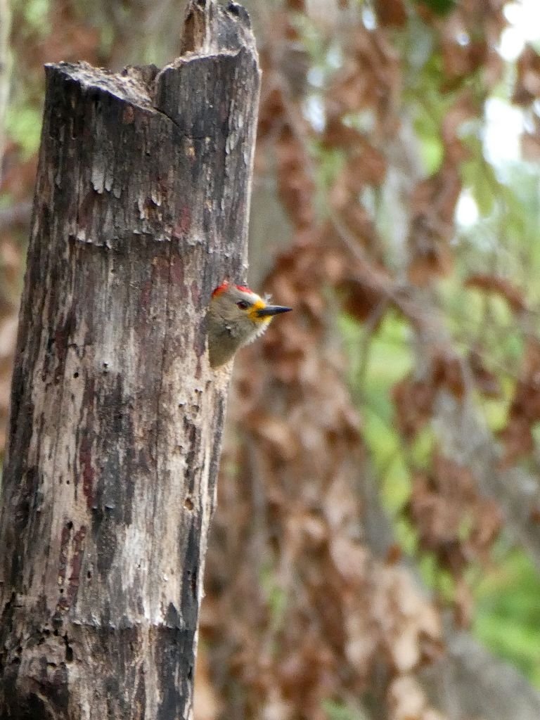 nestingyucatecanwoodpecker.jpg