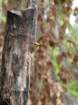 nestingyucatecanwoodpecker_small.jpg