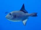 oceantriggerfish_small.jpg