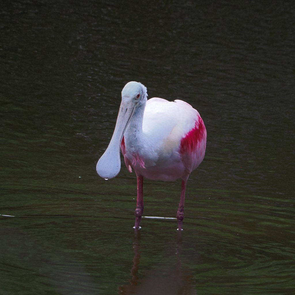 roseatespoonbill.jpg
