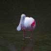 roseatespoonbill_small.jpg