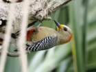 yucatecanwoodpecker_small.jpg