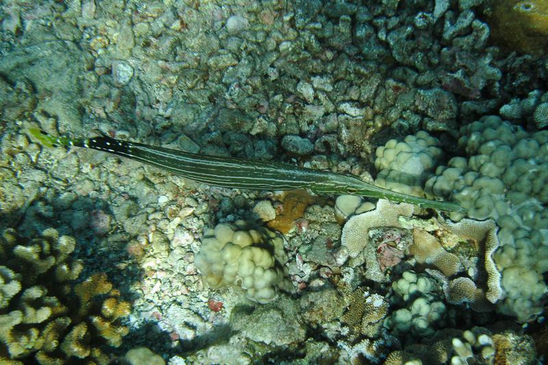 Trumpetfish, Molokini