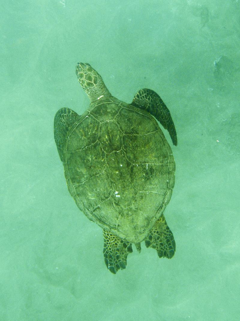 Green Sea Turtle, Kaanapali
