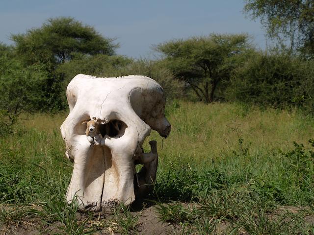Elephant Skull, Tarangire N.P.