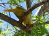 roseringedparakeetantibes_small.jpg