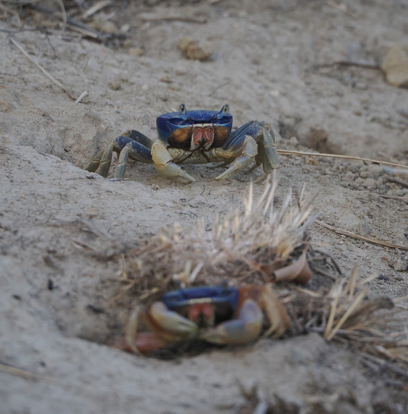 bluelandcrabs.jpg