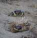 bluelandcrabs_small.jpg