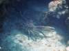 channelclingingcrab_small.jpg