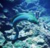 greenmoray_small.jpg