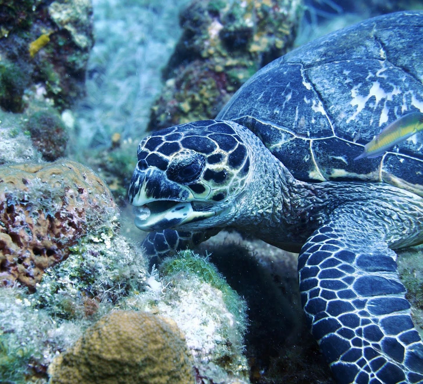 hawksbillturtle.jpg