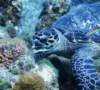 hawksbillturtle_small.jpg