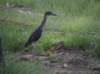 juvenileyellowcrownednightheron_small.jpg
