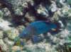 rainbowparrotfish_small.jpg
