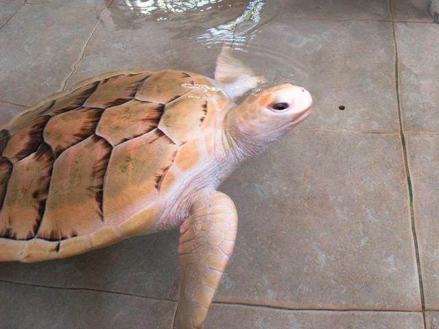Feeding a Sea Turtle at Tortugranja, Isla Mujeres