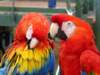 parrots_small.jpg