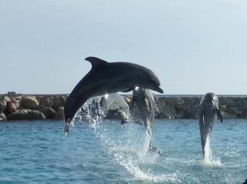 dolphinshowatthecuracaoseaaquarium.jpg